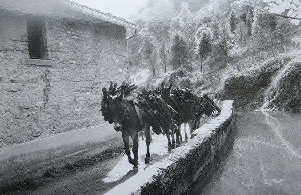 Anni ’70. Muli che trasportano legna alle Gualchiere, sulla destra il bottaccio del mulino (foto di Pier Luigi Ricci).